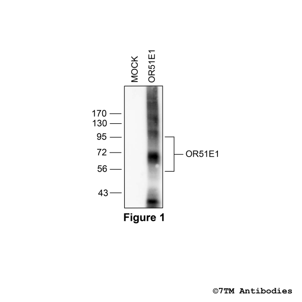 OR51E1 (non-phospho), OR51E1 Antibody
