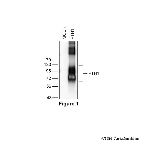 PTH1 (GP-non-phospho-Parathyroid Hormone Receptor 1 Antibody), Guinea Pig