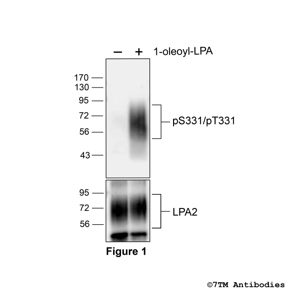 pS331/pT332-LPA2 (phospho-Lysophosphatidic Acid Receptor 2 Antibody)