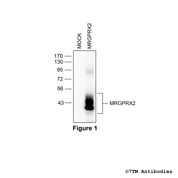 Validation of the MRGPRX2 Receptor in transfected HEK293 cells