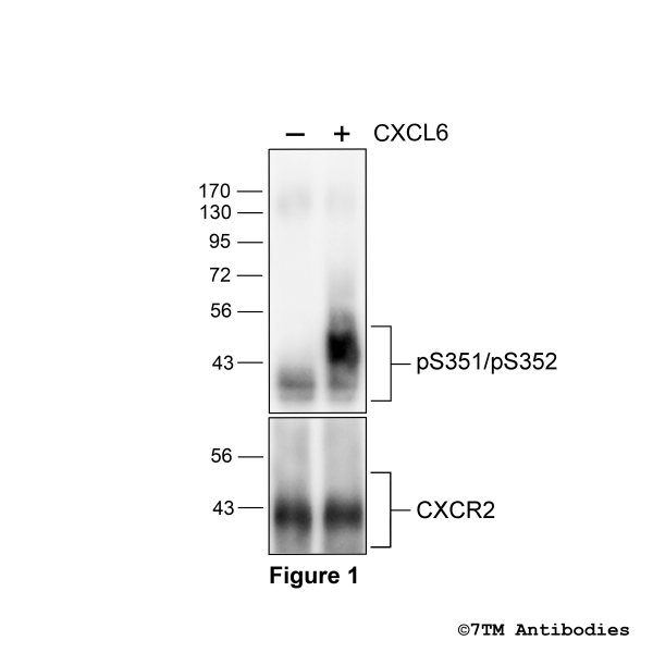  Agonist-induced Serine351/Serine352 phosphorylation of the CXC Chemokine Receptor 2