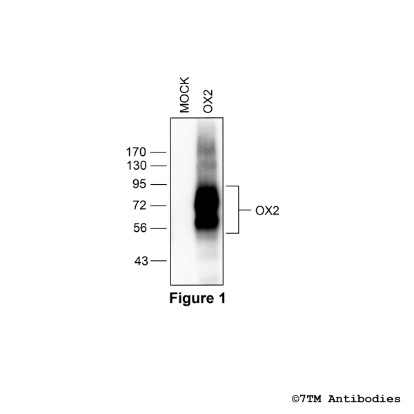 Validation of the Orexin Receptor 2 in transfected HEK293 cells