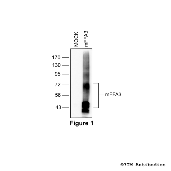 Validation of the mouse FFA3 in transfected HEK293 cells.
