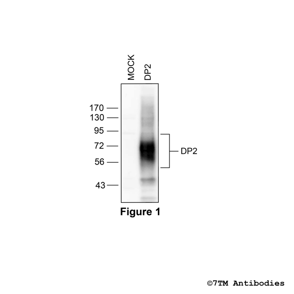 Validation of the DP2 Prostanoid Receptor in transfected HEK293 cells