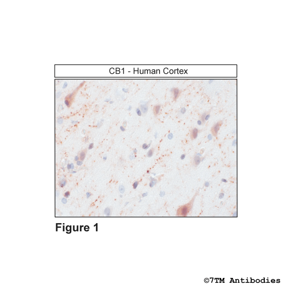 CB1 (IHC-grade), Cannabinoid Receptor 1 Antibody