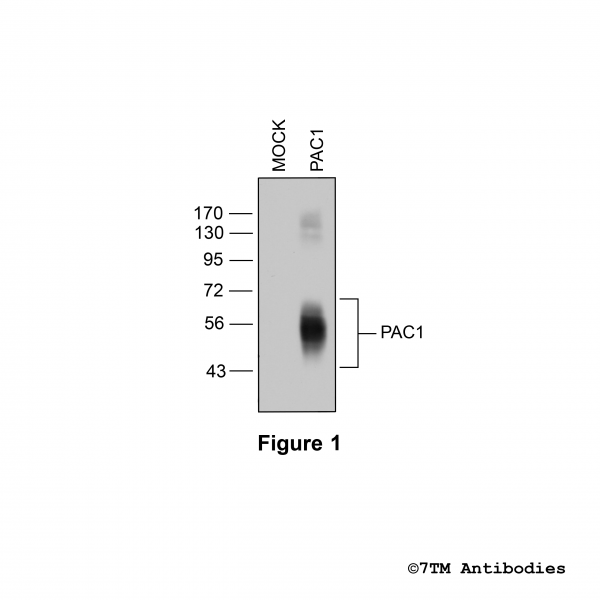 Validation of the PACAP Receptor 1 in transfected HEK293 cells