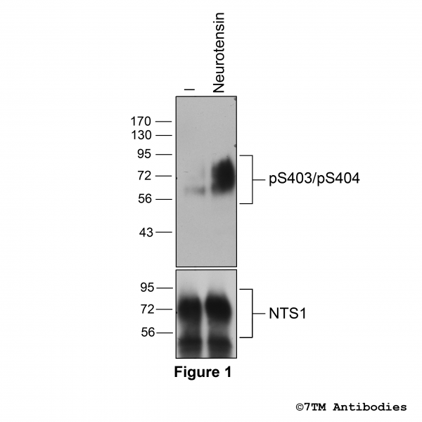  Agonist-induced Serine403/Serine404 phosphorylation of the Neurotensin Receptor 1