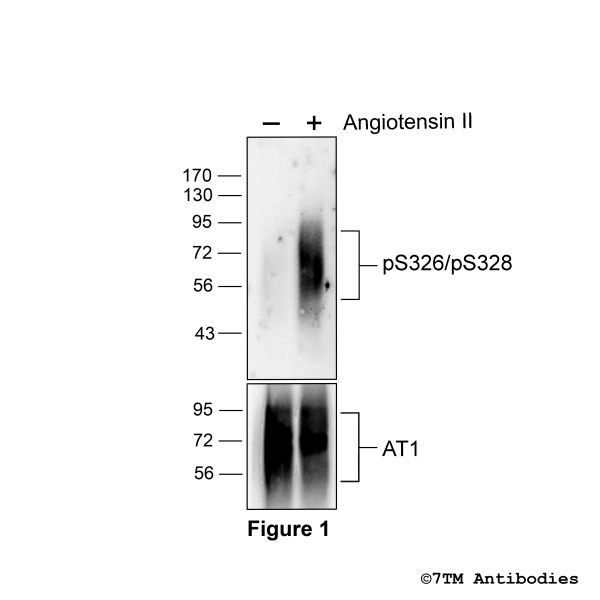 pS326/pS328-AT1 (phospho-Angiotensin Receptor 1 Antibody)