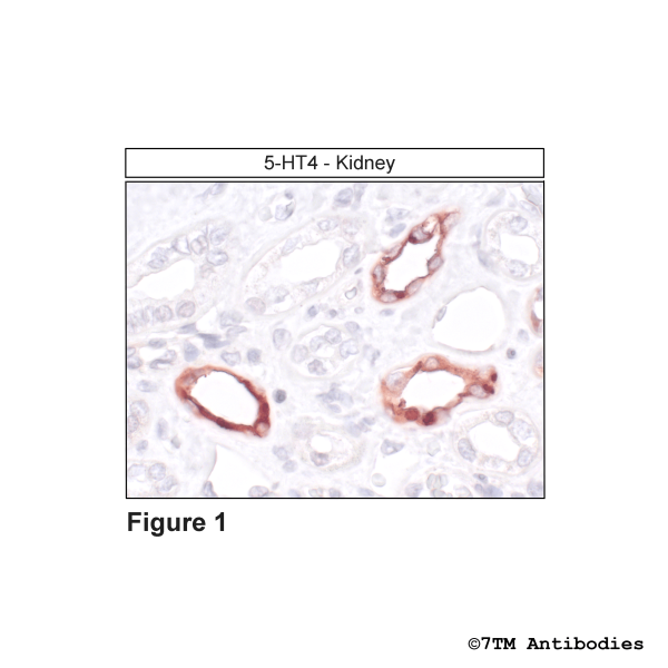 Immunohistochemical identification of 5-Hydroxytryptamine Receptor 4 in kidney