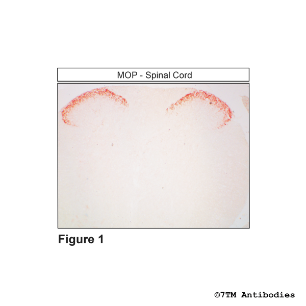 MOP (IHC-grade), µ-Opioid Receptor Antibody