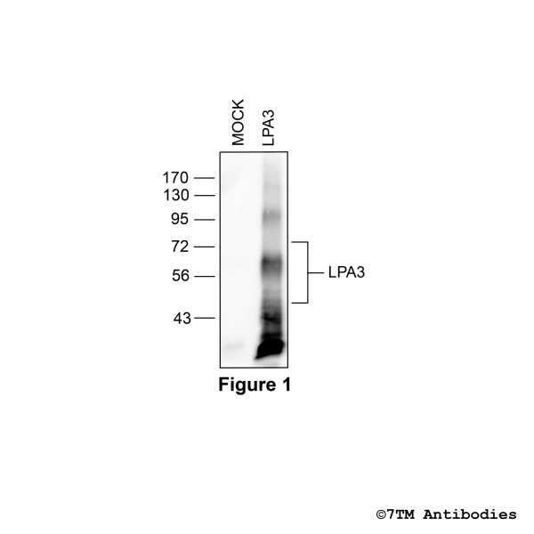 Validation of the Lysophosphatidic Acid Receptor 3 in transfected HEK293 cells.
