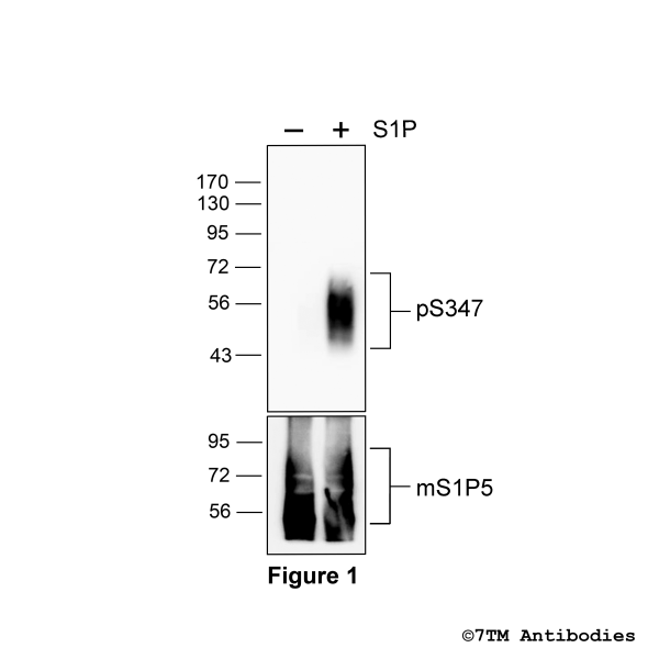  Agonist-induced Serine347 phosphorylation of the mouse Sphingosine 1-Phosphate Receptor 5