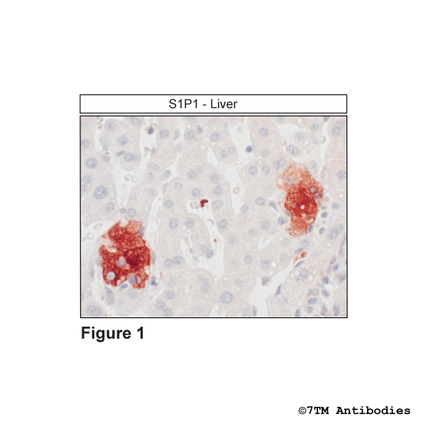 Immunohistochemical identification of S1P1 Receptor in liver