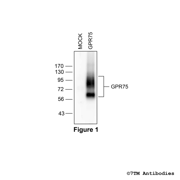 Validation of the GPR75 Receptor in transfected HEK293 cells
