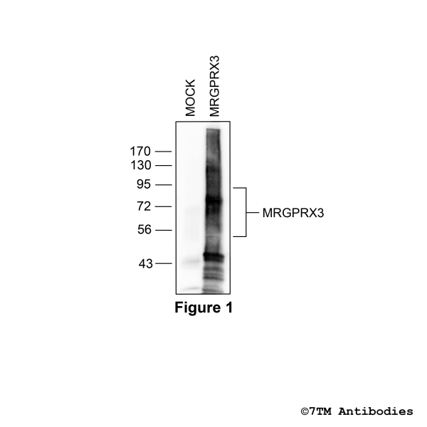 Validation of the MRGPRX3 Receptor in transfected HEK293 cells