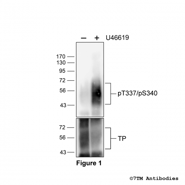 Agonist-induced Threonine337/Serine340 phosphorylation of the TP Thromboxane Receptor