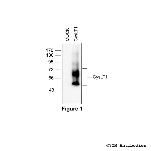 CysLT1 (non-phospho), Leukotriene Receptor CysLT1 Antibody