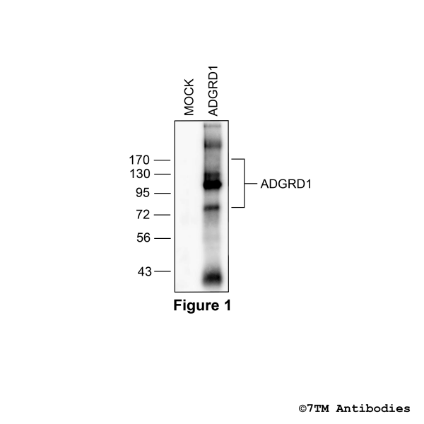 ADGRD1/GPR133 (GP-non-phospho), Adhesion Receptor ADGRD1 Antibody, Guinea Pig