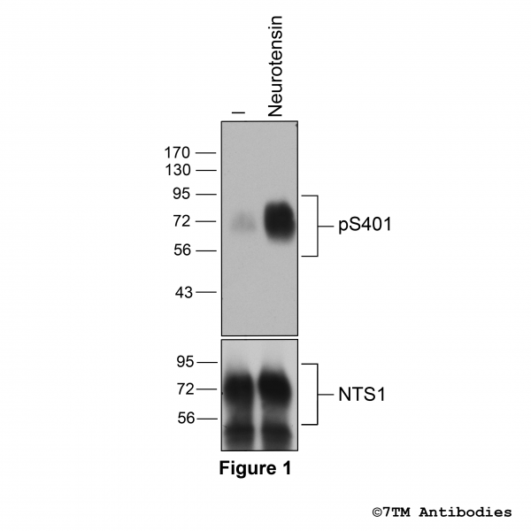 Agonist-induced Serine401 phosphorylation of the Neurotensin Receptor