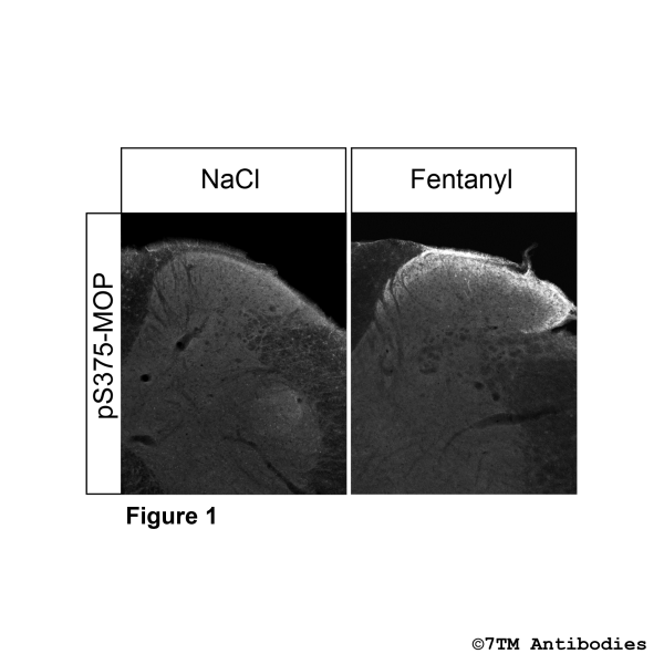 Immunohistochemical Identification of Agonist-induced Serine375 phosphorylation of the µ-Opioid Receptor in mouse spinal cord