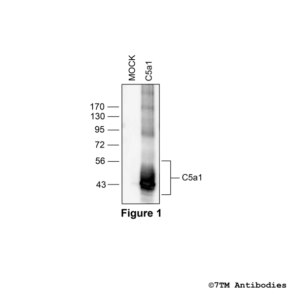 mC5a1 (GP-non-phospho), Mouse Complement C5a Receptor 1 Antibody; Guinea Pig