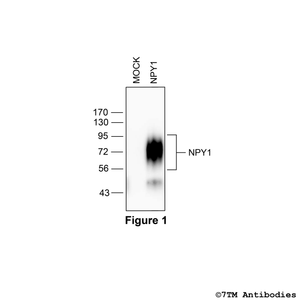 Validation of the Neuropeptide Y Receptor 1 in transfected HEK293 cells