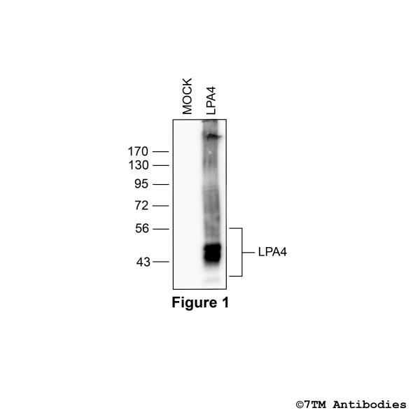 Validation of the Lysophosphatidic Acid Receptor 4 in transfected HEK293 cells.
