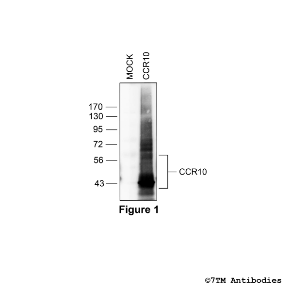 Validation of the CC Chemokine Receptor 10 in transfected HEK293 cells