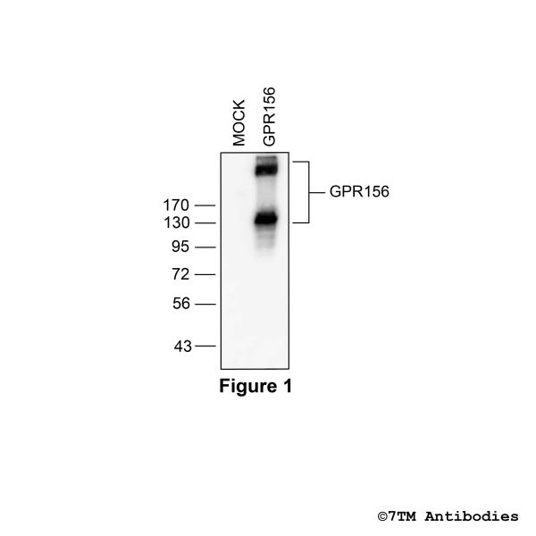 GPR156 (non-phospho), G protein-coupled Receptor 156 Antibody