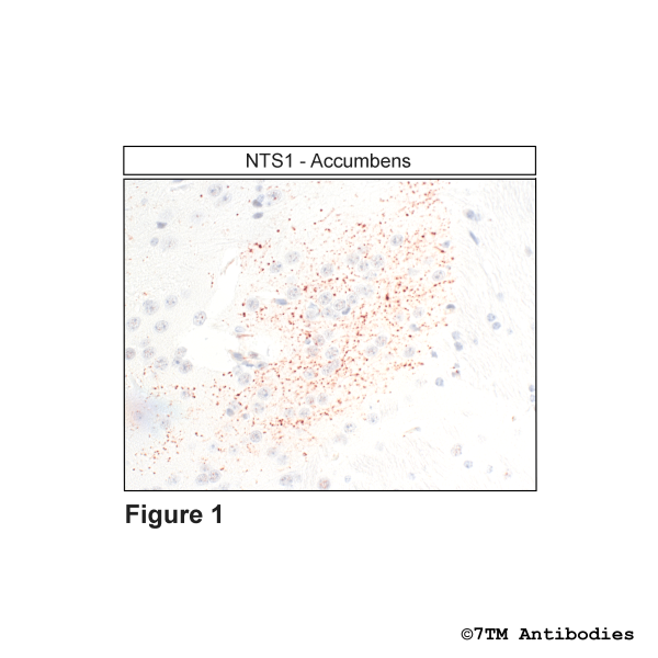 NTS1 (GP-IHC-grade), Neurotensin Receptor 1 Antibody, Guinea Pig