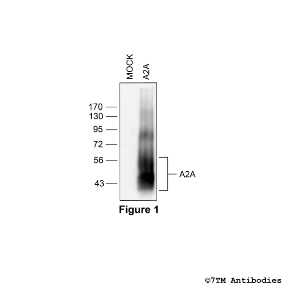Validation of the A2A Adenosine Receptor in transfected HEK293 cells