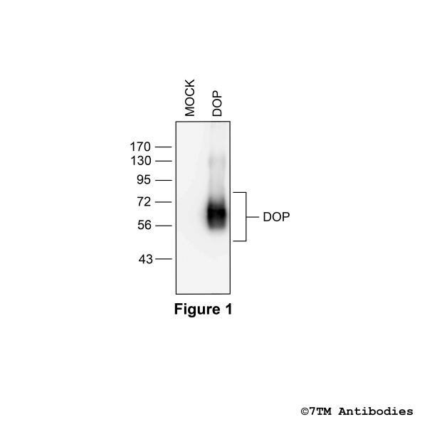 Validation of the δ-Opioid Receptor in transfected HEK293 cells